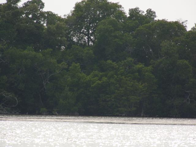 Mangroven Biosphärenreservat Celestún-6