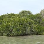Mangroven Biosphärenreservat Celestún-21