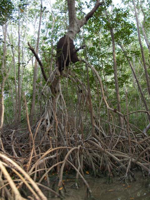 Mangroven Biosphärenreservat Celestún-24