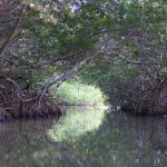 Mangroven Biosphärenreservat Celestún-25