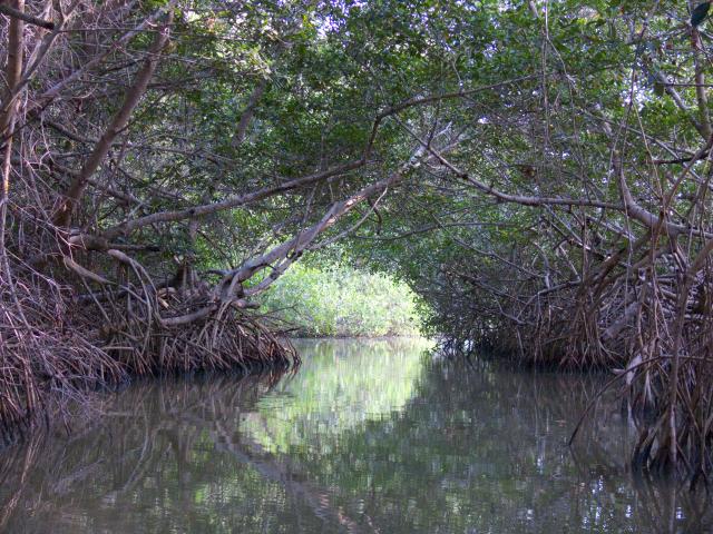 Mangroven Biosphärenreservat Celestún-25