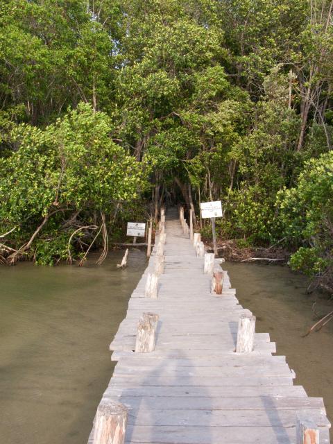 Mangroven Biosphärenreservat Celestún-27