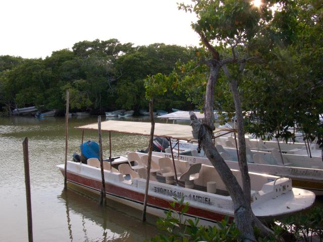 Mangroven Biosphärenreservat Celestún-29