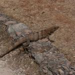 Schwarzer Leguan in der Archäologischen Zone Uxmal