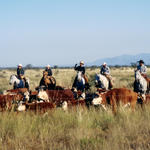 Cowboys bei der Arbeit - Terrazas Ranch Chihuahua