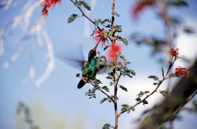 Kolibri beim Nektarsammeln
