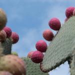 Kaktusfrüchte in La Quemada