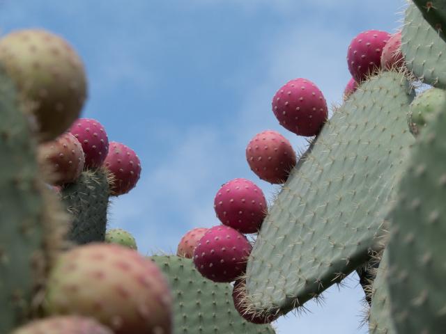 Kaktusfrüchte in La Quemada