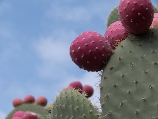Kaktusfrüchte in La Quemada-2
