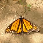 Monarch-Falter in Michoacán-4