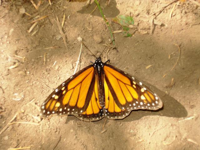 Monarch-Falter in Michoacán-4