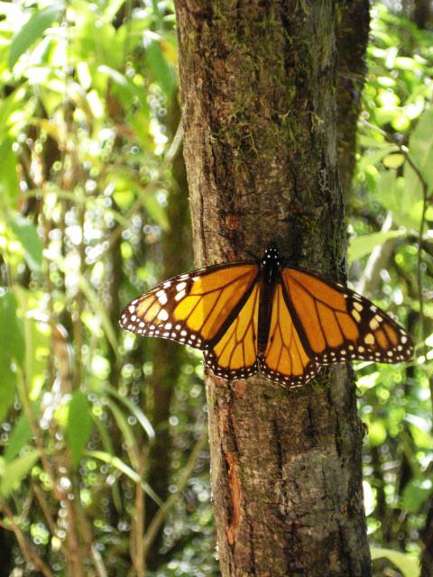 Monarch-Falter in Michoacán-6