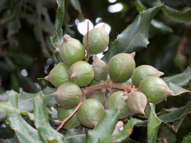 Macadamia und Avocadoplantage-1