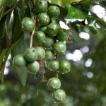 Macadamia und Avocadoplantage