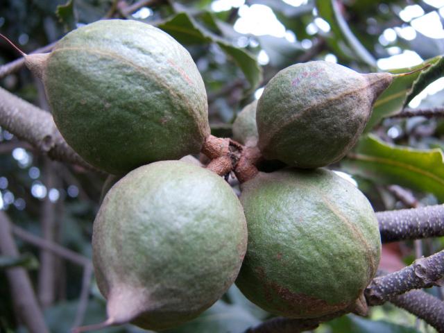 Macadamia und Avocadoplantage-2