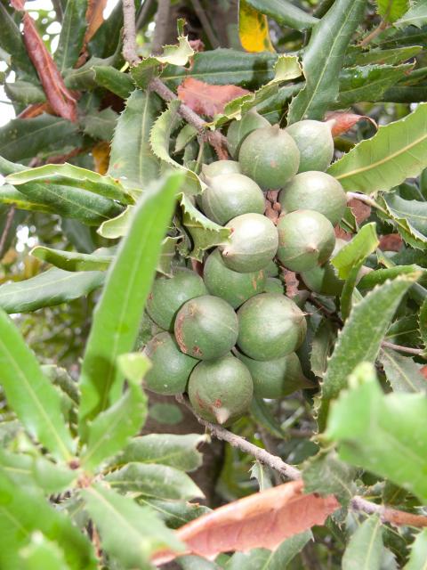 Macadamia und Avocadoplantage-3