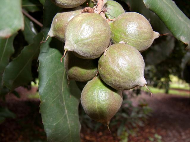Macadamia und Avocadoplantage-4