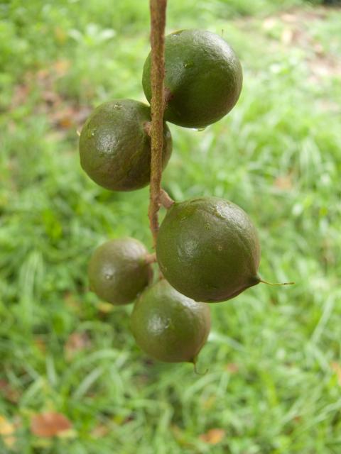 Macadamia und Avocadoplantage-5