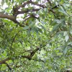 Macadamia und Avocadoplantage-13