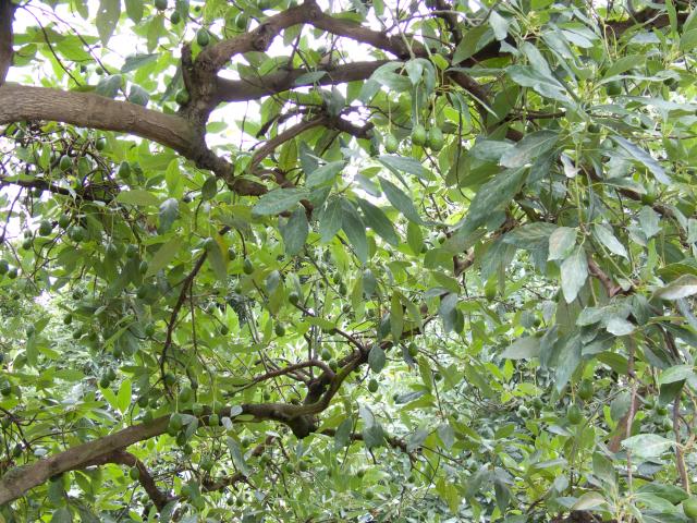 Macadamia und Avocadoplantage-13
