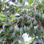 Macadamia und Avocadoplantage-15