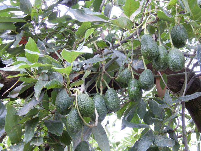 Macadamia und Avocadoplantage-15