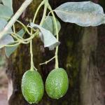 Macadamia und Avocadoplantage-16