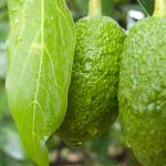 Macadamia und Avocadoplantage-24