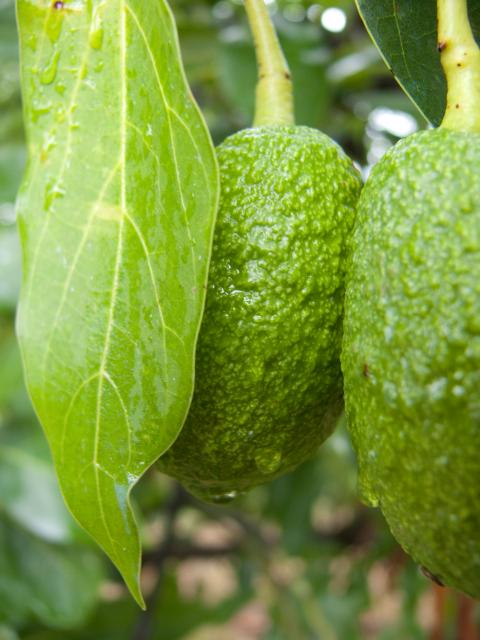 Macadamia und Avocadoplantage-24