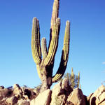 Cardon Kaktus bei Catavina