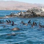 Seelöwen in der Bahía de Los Ángeles-25