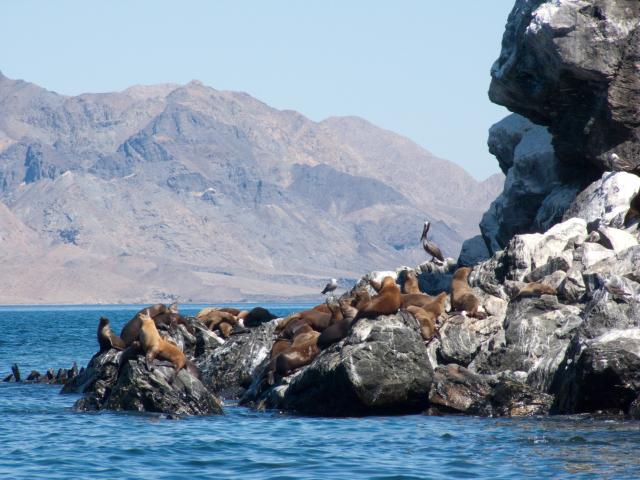 Seelöwen in der Bahía de Los Ángeles-27