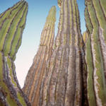 Cardon Kaktus bei Catavina-2