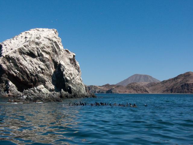 Seelöwen in der Bahía de Los Ángeles-24
