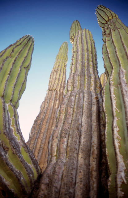 Cardon Kaktus bei Catavina-2