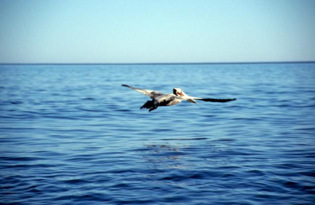 Pelikan im Flug-6