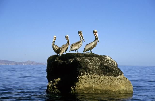 Pelikane vor der Isla Coronado-7