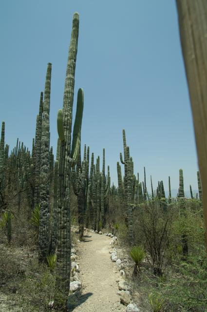 Botanischer Garten - Reserva de la Biosfera -29