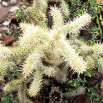 Cholla Kaktus bei Catavina