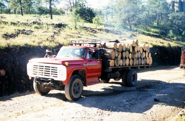 Holzwirtschaft Cerocahui-13