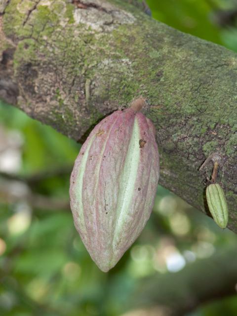 Kakao-Plantage Comalcalco-6