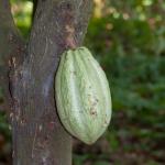 Kakao-Plantage Comalcalco-7