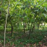 Kakao-Plantage Comalcalco-8