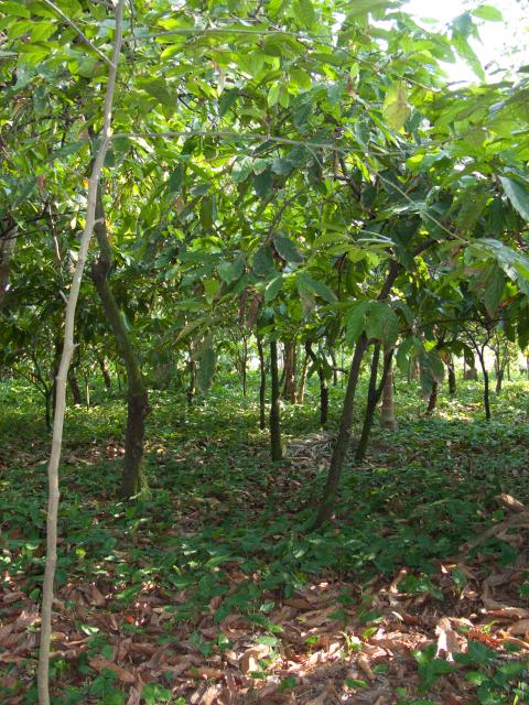 Kakao-Plantage Comalcalco-8