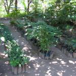 Kakao-Plantage Finca Cacep in Comalcalco-16