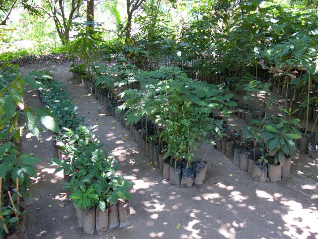 Kakao-Plantage Finca Cacep in Comalcalco-16