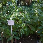 Kakao-Plantage Finca Cacep in Comalcalco-17