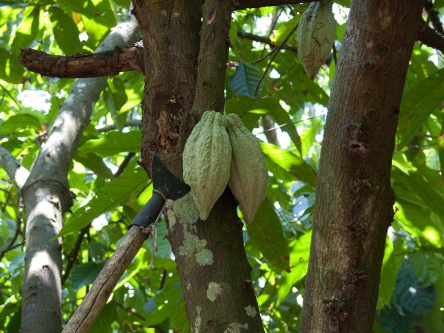 Kakao-Plantage Finca Cacep in Comalcalco-19