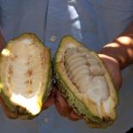 Kakao-Plantage Finca Cacep in Comalcalco-21