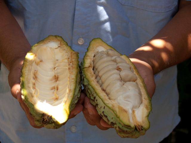 Kakao-Plantage Finca Cacep in Comalcalco-21